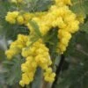 Acacia Dealbata Gaulois Astier GREFFE - Mimosa Des Fleuristes -Jardin Plantes Boutique Acacia dealbata Gaulois Astier GREFFE 85885 1