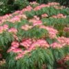 Albizia Julibrissin Ombrella - Arbre à Soie -Jardin Plantes Boutique Albizia julibrissin Ombrella ld wlcutler 781540 1