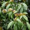 Amandier Nain Autofertile Fruit Me Almond Me - Prunus Dulcis 1 Amandier Nain Autofertile Fruit Me Almond Me - Prunus Dulcis -Jardin Plantes Boutique Amandier nain autofertile Fruit me Almond me Prunus dulcis copyright 16221 1