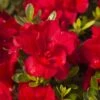Azalée Hybride ENCORE® Bonfire -Jardin Plantes Boutique Azalea Encore Bonfire 88766 1