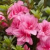 Azalée Hybride ENCORE® Empress -Jardin Plantes Boutique Azalea Encore Empress 88771 1