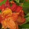 Azalée Glowing Embers - Rhododendron Molle -Jardin Plantes Boutique Azalee mollis Glowing Embers 82635 1