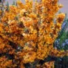 Berberis Linearifolia Orange King - Epine-vinette -Jardin Plantes Boutique Berberis linearifolia Orange King Epine vinette 83955 1
