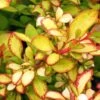 Berberis Thunbergii Limoncello - Epine-vinette 1 Berberis Thunbergii Limoncello - Epine-vinette -Jardin Plantes Boutique Berberis thunbergii Limoncello 87377 1