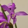 Bletilla Striata Soryu Blue Dragon - Orchidée Jacinthe Bleue -Jardin Plantes Boutique Bletilla striata Soryu V 5034 1