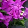 Bougainvillier Violet De Mèze -Jardin Plantes Boutique Bougainvillea spectoglabra Violet de meze 83235 1