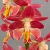 Calanthe Red Sunset - Orchidée Vivace -Jardin Plantes Boutique Calanthe Red Sunset Orchidee vivace IF 18957 1