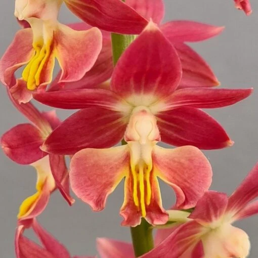 Calanthe Red Sunset - Orchidée Vivace -Jardin Plantes Boutique Calanthe Red Sunset Orchidee vivace IF 18957 1