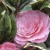 Camélia Classique - Camellia Kerguelen -Jardin Plantes Boutique Camellia Kerguelen 781711 1