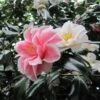 Camélia Lady Vansittart - Camellia Japonica -Jardin Plantes Boutique Camellia Lady Vansittart 85271 1