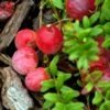 Canneberge Early Black - Vaccinium Macrocarpon - Cranberry -Jardin Plantes Boutique Canneberge Early Black 78040 1