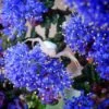 Ceanothus Dark Star - Lilas De Santa Barbara -Jardin Plantes Boutique Ceanothus Dark Star 84621 1