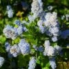 Ceanothus Arboreus Concha - Lilas De Californie -Jardin Plantes Boutique Ceanothus arboreus Concha 82192 1