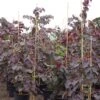 Cercis Canadensis Ruby Falls – Arbre De Judée Pleureur, Nain Et Pourpre -Jardin Plantes Boutique Cercis canadensis Ruby Falls 82956 1