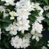 Clématite - Clematis Diversifolia White Arabella -Jardin Plantes Boutique Clematis diversifolia White Arabella 89513 1