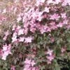 Clématite - Clematis Montana Freda 2 Clématite - Clematis Montana Freda -Jardin Plantes Boutique Clematis montana Freda 67855 1