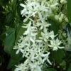 Clématite - Clematis Armandii Little White Charm 1 Clématite - Clematis Armandii Little White Charm -Jardin Plantes Boutique Clematite Clematis armandii Little White Charm IF 6813641 1