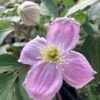 Clématite - Clematis Montana Sans Soucis -Jardin Plantes Boutique Clematite Clematis montana Sans Soucis copyright 6814351 1