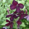 Clématite - Clematis Viticella Black Prince -Jardin Plantes Boutique Clematite Clematis viticella Black Prince IF 6814941 1
