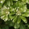 Clématite - Clematis Green Passion 2 Clématite - Clematis Green Passion -Jardin Plantes Boutique Clematite Green Passion 83600 1