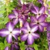 Clématite - Clematis Venosa Violacea -Jardin Plantes Boutique Clematite Venosa 681438 1