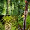 Collection 5 Eucomis -Jardin Plantes Boutique Collection 5 Eucomis 86085 1