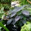 Colocasia Black Magic - Oreille D'Eléphant -Jardin Plantes Boutique Colocasia Black magic 83271 1
