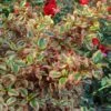 Coprosma Repens Pink Splendor -Jardin Plantes Boutique Coprosma repens Pink Splendor LD 18454 1