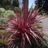 Cordyline Banksii Electric Pink 2 Cordyline Banksii Electric Pink -Jardin Plantes Boutique Cordyline banksii Electric Pink 100458 1