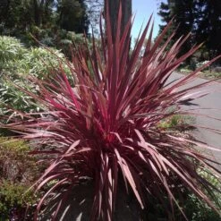 Cordyline Banksii Electric Pink