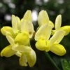 Coronille - Coronilla Valentina Subsp. Glauca Citrina -Jardin Plantes Boutique Coronilla valentina subsp glauca Citrina 82796 1