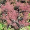 Cotinus Coggygria Lilla - Arbre à Perruque Nain. -Jardin Plantes Boutique Cotinus coggygria Lilla 82791 1 1