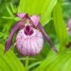 Cypripedium Lucy Pinkepank - Orchidée De Jardin Hybride, Sabot De Vénus 1 Cypripedium Lucy Pinkepank - Orchidée De Jardin Hybride, Sabot De Vénus -Jardin Plantes Boutique Cypripedium Lucy Pinkepank copyright 17362 1