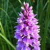 Dactylorhiza Maculata, Orchis Tacheté - Orchidée Terrestre Et Vivace -Jardin Plantes Boutique Dactylorhiza maculata 8161 1