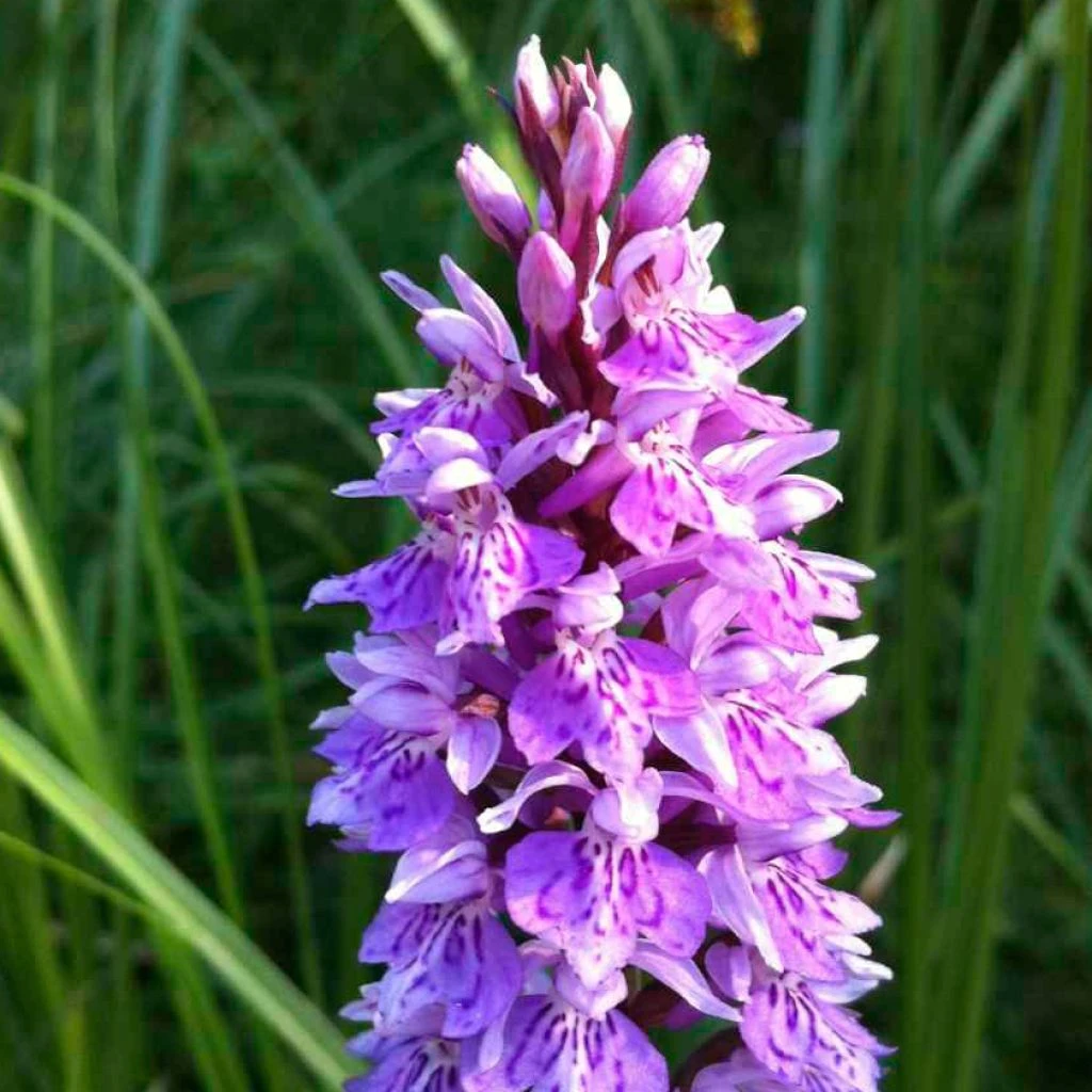 Dactylorhiza Maculata, Orchis Tacheté - Orchidée Terrestre Et Vivace 3 Dactylorhiza Maculata, Orchis Tacheté - Orchidée Terrestre Et Vivace