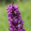 Dactylorhiza Majalis - Orchis De Mai Ou à Feuilles Larges -Jardin Plantes Boutique Dactylorhiza majalis 8893 1