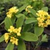 Daphne Gemmata Royal Crown -Jardin Plantes Boutique Daphne gemmata Royal Crown 83541 1
