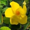 Dipladenia Diamantina Opale Citrine 2.0 - Mandevilla -Jardin Plantes Boutique Dipladenia diamantina opale citrine 164710 2