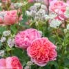 Duo Romantique - Duo De Rosier Et D'Astrances -Jardin Plantes Boutique Duo Romantique 81435 1