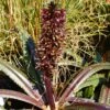 Eucomis Freckles - Eucomide Panachée -Jardin Plantes Boutique Eucomis Freckles V 5029 1
