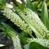 Eucomis Playa Blanca® - Eucomide -Jardin Plantes Boutique Eucomis Playa Blanca V 4189 1