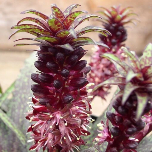 Eucomis Vandermerwei - Eucomide Panachée -Jardin Plantes Boutique Eucomis vandermerwei 4176 1