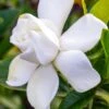 Gardenia Jasminoides Summer Snow. -Jardin Plantes Boutique Gardenia jasminoides Summer snow copyright 833261 1