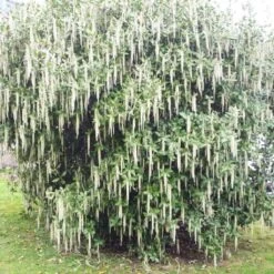 Garrya Elliptica James Roof