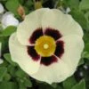 Halimiocistus Wintonensis Merrist Wood Cream 1 Halimiocistus Wintonensis Merrist Wood Cream -Jardin Plantes Boutique Halimiocistus wintonensis Merrist Wood Cream 781979 1