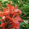 Hedychium Rubrum (deceptum) - Gingembre D'ornement