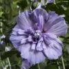 Hibiscus Syriacus Blue Chiffon - Althea Bleu Double -Jardin Plantes Boutique Hibiscus Blue Chiffon copyright 95092 1 1