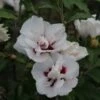 Hibiscus Syriacus Lady Stanley - Althéa Semi-double Bicolore -Jardin Plantes Boutique Hibiscus syriacus Lady Stanley 81337 1