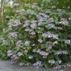 Hortensia - Hydrangea Aspera Bellevue -Jardin Plantes Boutique Hydrangea aspera Bellevue 82657 1