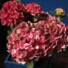 Hortensia - Hydrangea Macrophylla Magical Crimson -Jardin Plantes Boutique Hydrangea macrophylla Magical Crimson 81578 1